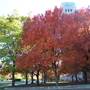 UM Central Campus in Fall