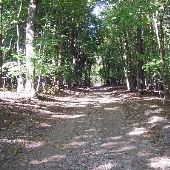 UM Forest & UM Stinchfield Woods