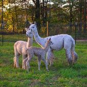 Alpaca Farm