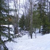 Forested Lot