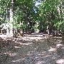 UM Forest & UM Stinchfield Woods