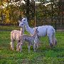 Alpaca Farm