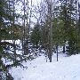 Forested Lot