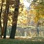 10 Acres with Pond