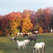Rainbow Ranch