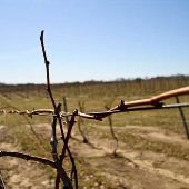 Fenn Valley Vineyard and Wine Cellar