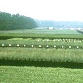 Muck Soils