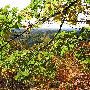 Pigeon River Country