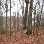 Bald Mountain State Park