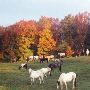 Rainbow Ranch