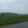 West Branch Wheat Fields