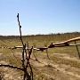 Fenn Valley Vineyard and Wine Cellar