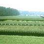 Muck Soils