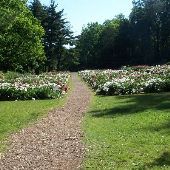 Nichols Arboretum