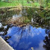 W.J. Beal Botanical Gardens
