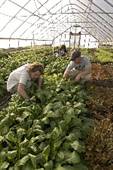 MSU Student Organic Farm