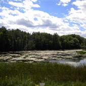 Duck Park and Island Park