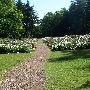 Nichols Arboretum