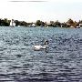 Lake Orion