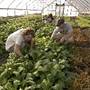 MSU Student Organic Farm